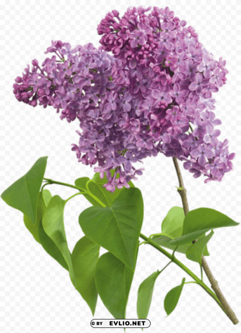 purple transparent lilac PNG Graphic Isolated with Clear Background