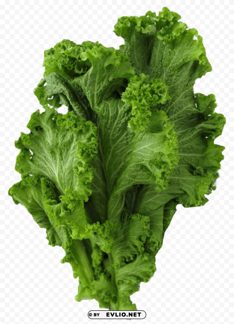 mustard greens High-quality transparent PNG images