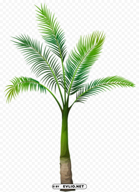 palm tree Isolated Element with Clear PNG Background