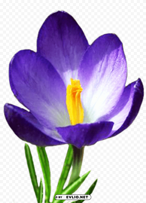 crocus PNG images with no background essential