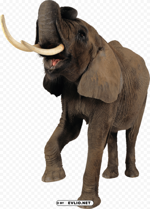 elephant PNG transparent design png images background - Image ID b52b1d3a