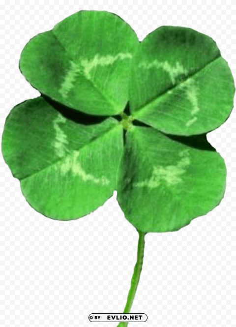 four leaf lucky clover Isolated Element in Clear Transparent PNG