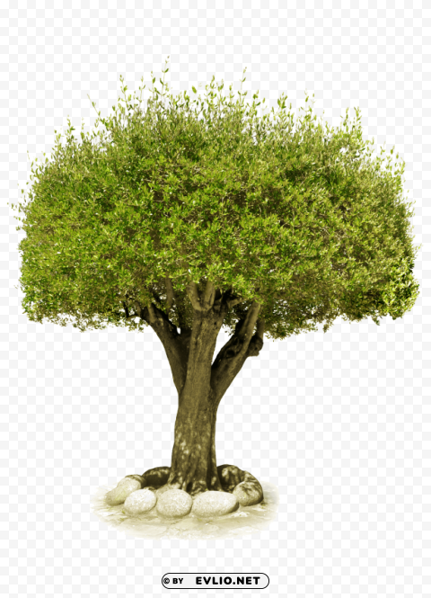 Tree PNG Images With Transparent Layering