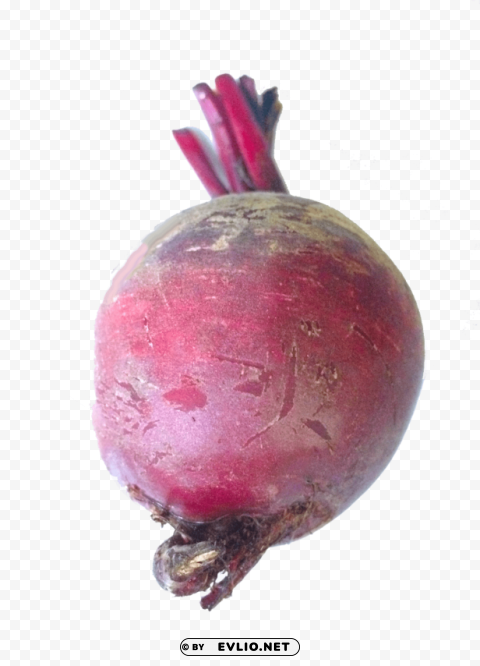 beet Free download PNG images with alpha transparency