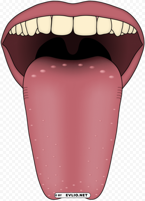 human tongue PNG Graphic Isolated with Transparency
