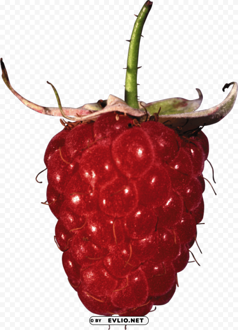 raspberry PNG Image Isolated with Clear Transparency