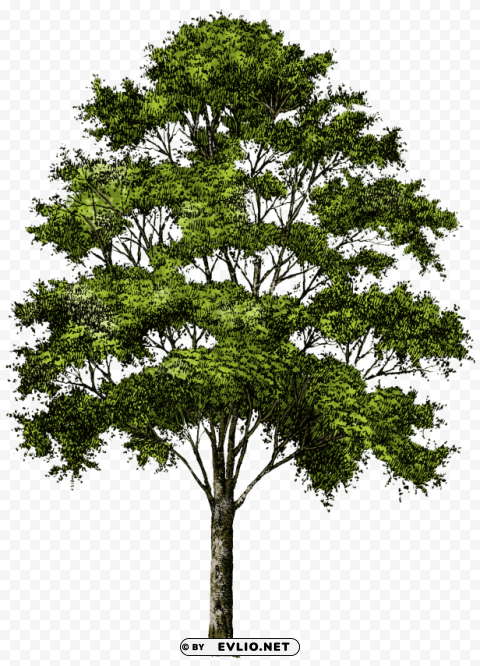 PNG image of tree PNG images with transparent space with a clear background - Image ID 6f434a49