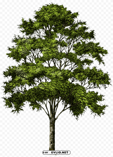 tree Free PNG images with transparent backgrounds