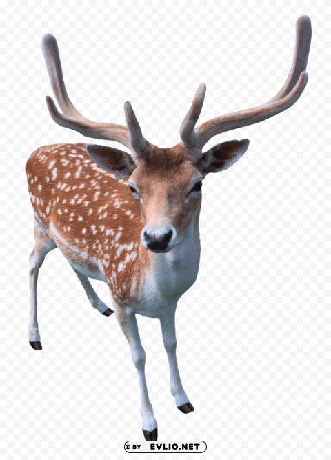 deer Isolated Element with Clear PNG Background