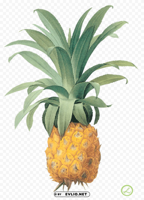 pineapple PNG Image with Transparent Isolation