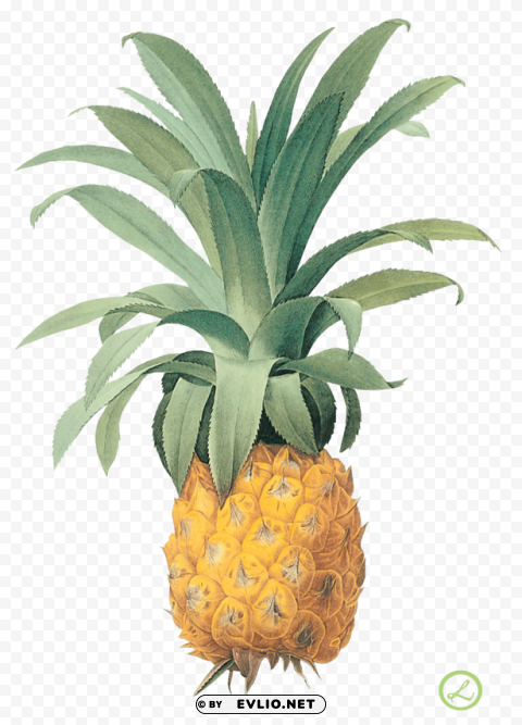 Pineapple PNG Image With Transparent Isolation