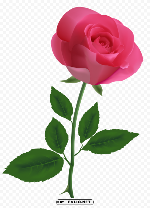 pink rose clipart PNG images with no royalties