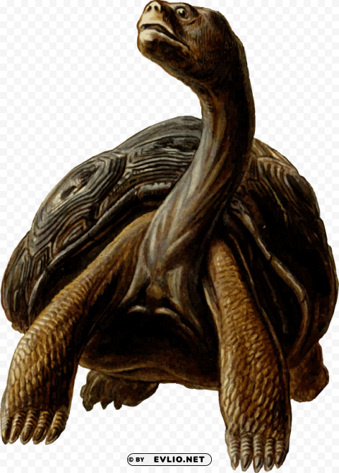 prehistoric tortoise Isolated Subject in Transparent PNG Format