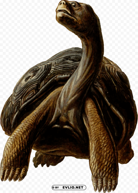 prehistoric tortoise Isolated Subject in Transparent PNG Format png images background - Image ID 4fa95001