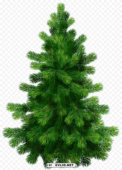  pine treepicture HD transparent PNG