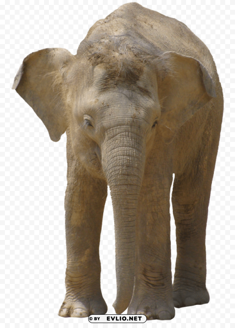elephant PNG Isolated Illustration with Clarity