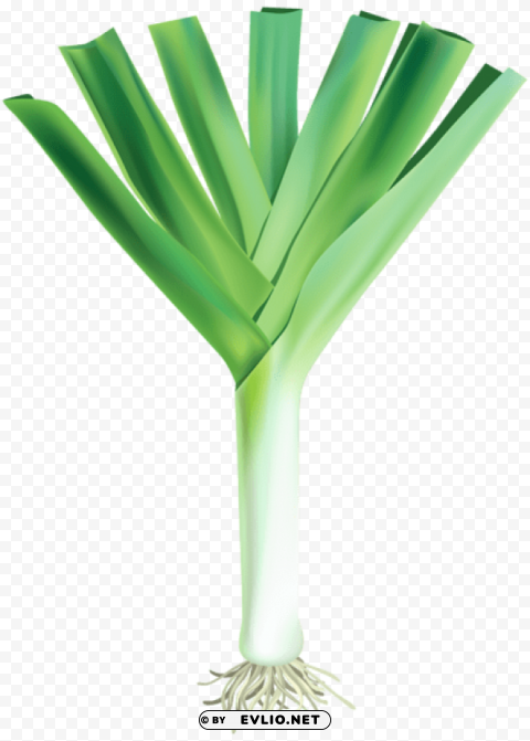 fresh garlic free PNG images with transparent space