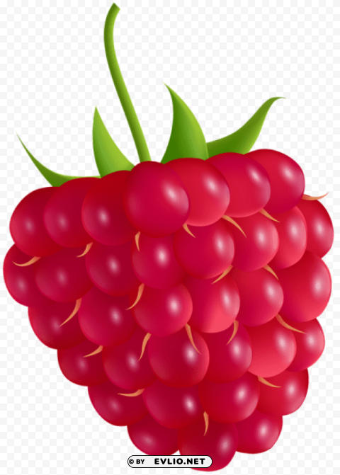 raspberry transparent PNG images without licensing