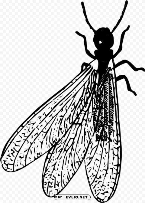 termite Free PNG images with alpha transparency compilation