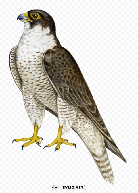 falcon PNG transparent photos library
