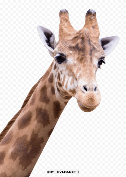 giraffe High-quality PNG images with transparency