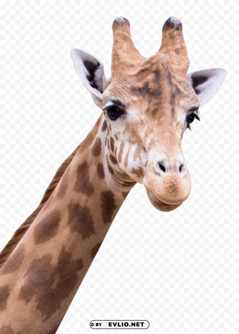 Giraffe S PNG Graphics