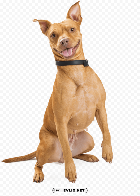 smiling dog PNG files with no backdrop wide compilation PNG transparent with Clear Background ID 15ab339f