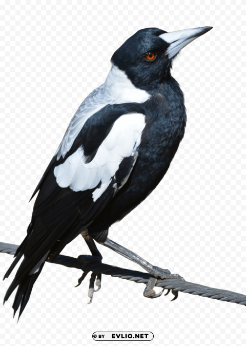 Magpie Bird PNG With Alpha Channel