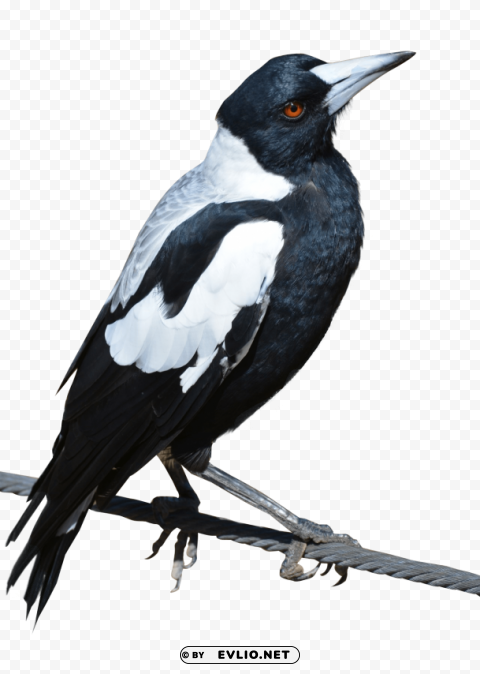 magpie bird HighResolution Transparent PNG Isolation