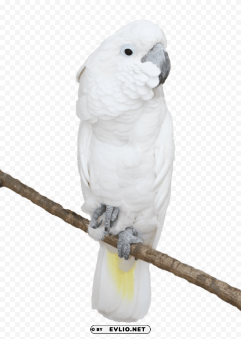 White Parrotpicture Clear PNG Pictures Assortment