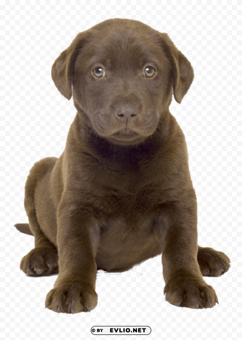 dog PNG clear background png images background - Image ID ec45e0d1