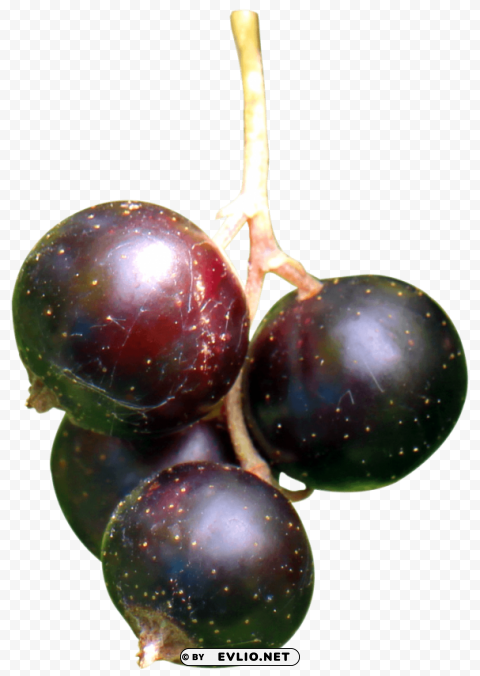 Black Currant Berries PNG images with alpha transparency selection