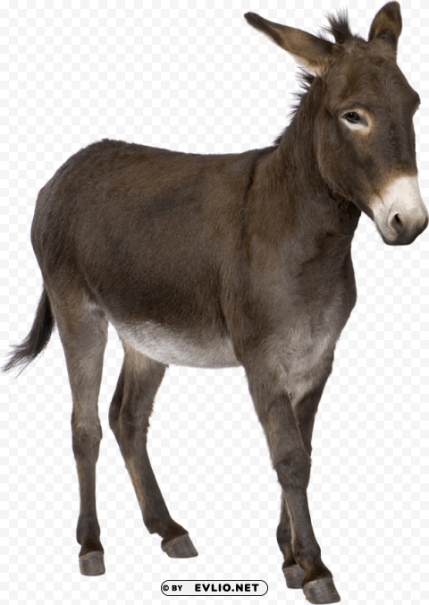 donkey PNG Graphic with Transparent Background Isolation
