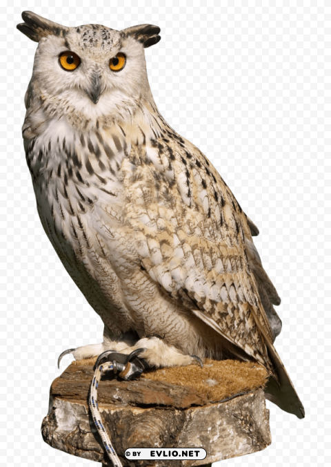 Eagle Owl PNG transparent design diverse assortment