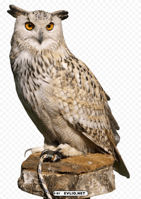 Eagle Owl Isolated Character In Transparent Background PNG