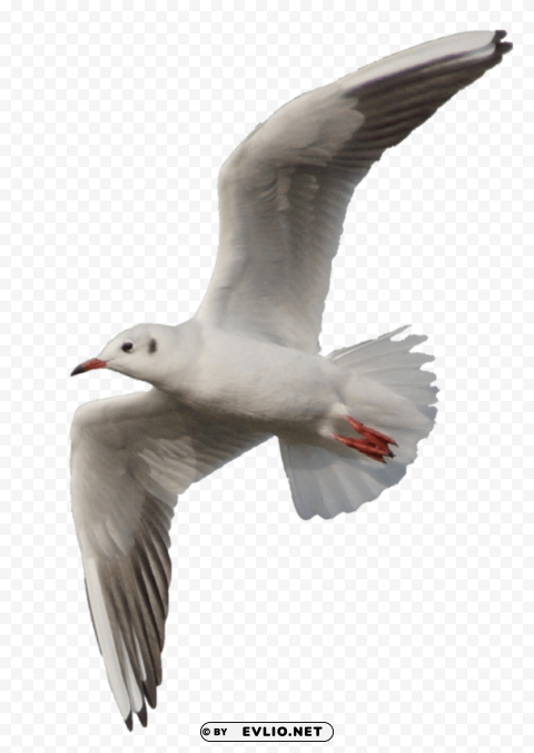 gull Isolated Element with Clear PNG Background