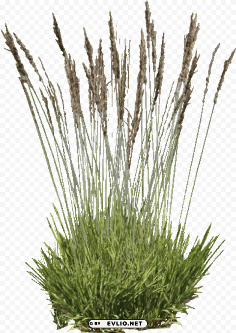 purple moor grass Isolated Graphic on Clear Background PNG
