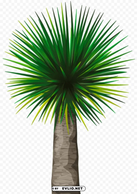 exotic palm tree Transparent PNG images database