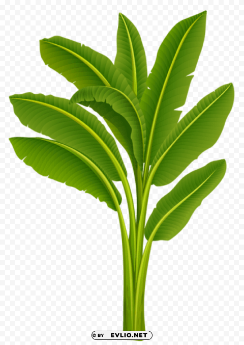 exotic tree Isolated Graphic in Transparent PNG Format