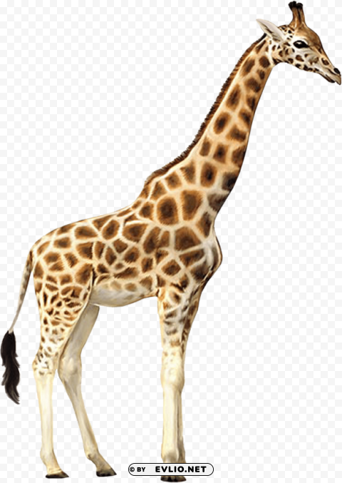 giraffe Free PNG images with transparent layers compilation