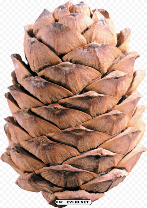 pine cone Isolated Design Element on Transparent PNG