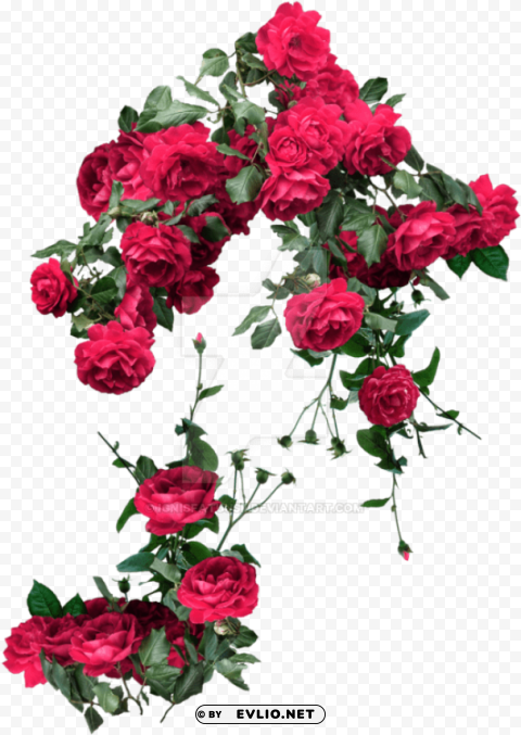 rose and vines transparent PNG images without watermarks
