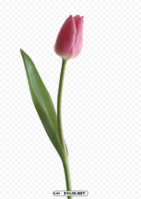tulip PNG images with transparent canvas assortment