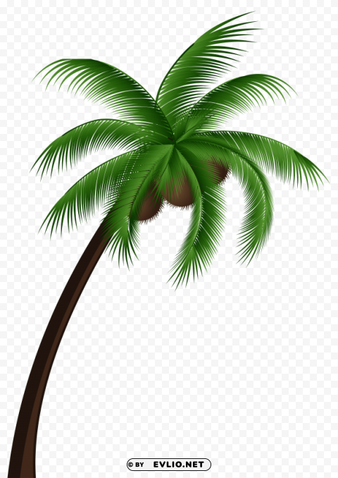 coconut palm tree ClearCut Background Isolated PNG Graphic Element