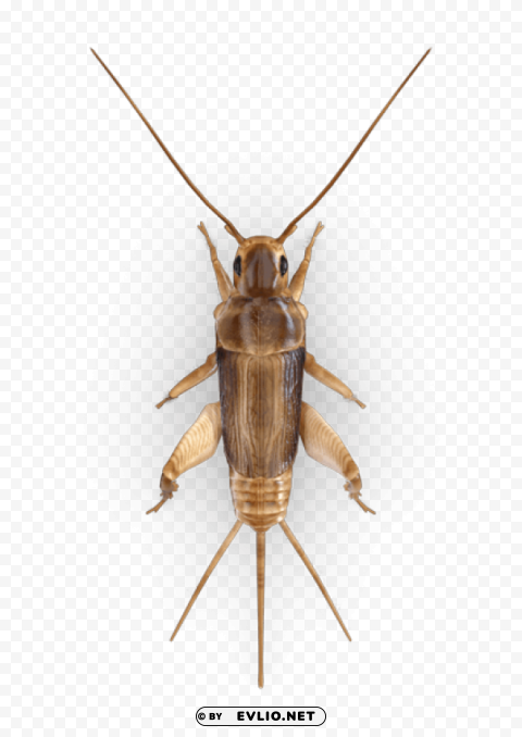 cricket insect PNG format