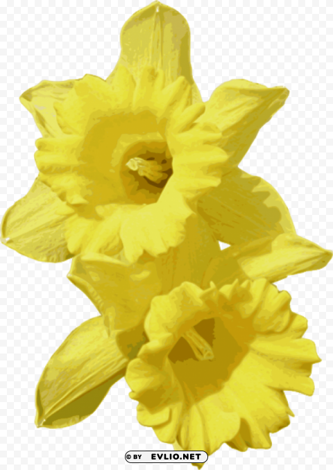 daffodils transparent PNG files with clear background collection