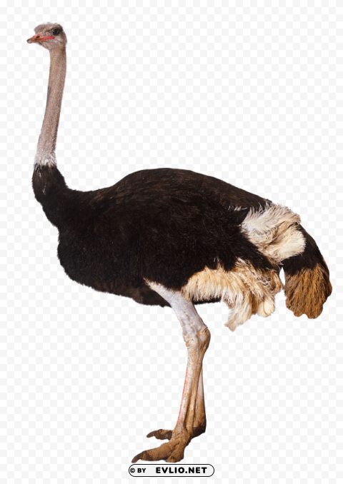 ostrich standing Isolated Design in Transparent Background PNG