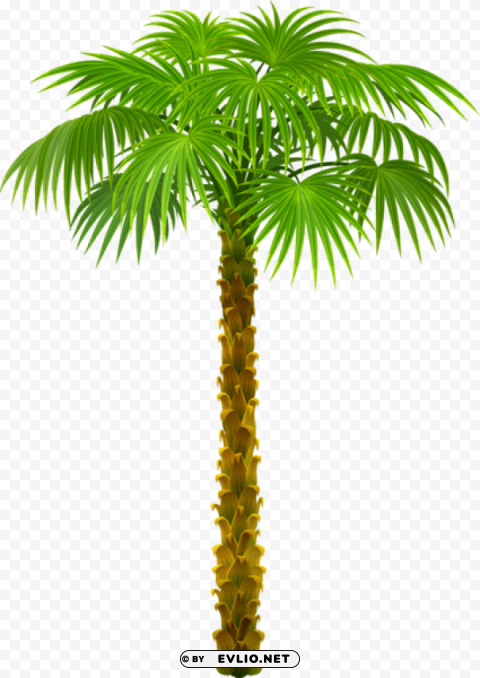 palm treepicture PNG with no registration needed