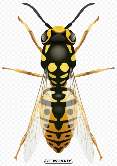 wasp PNG no background free