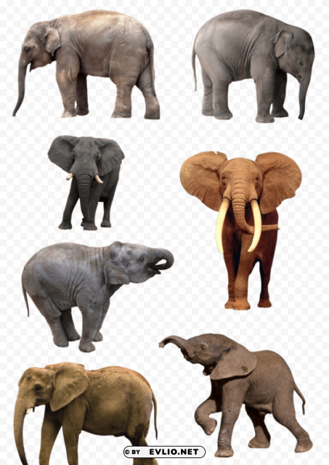 elephant PNG images with transparent canvas assortment